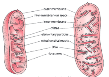 Fundamental-unit-of-life- mitochondria