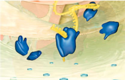 Fundamental-unit-of-life-ribosomesPNG