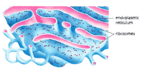 Fundamental-unit-of-life- rough-endoplasmic-reticulum