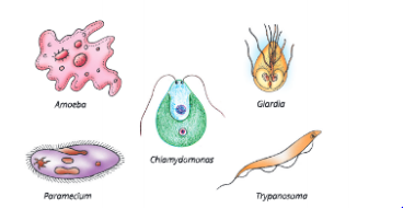 Fundamental-unit-of-life-some-unicellular-organisms