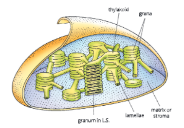 Fundamental-unit-of-life- sub-micro-scopic-structure-of-the-chloroplast