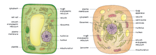 KSEEB Class 9 SSLC Biology Chapter 1 The Fundamental Unit Of Life Notes ...