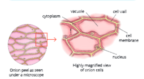 Fundamentals-unit-of-life-epidernal-cells-of-onion-peel