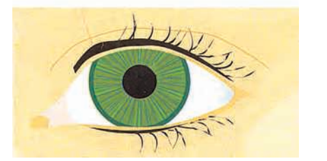 In bright light, a speedy reflex action makes the pupil smaller. This reduces the light entering the eye.