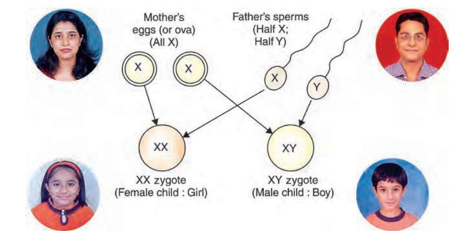Inheritanceofsexinhumans