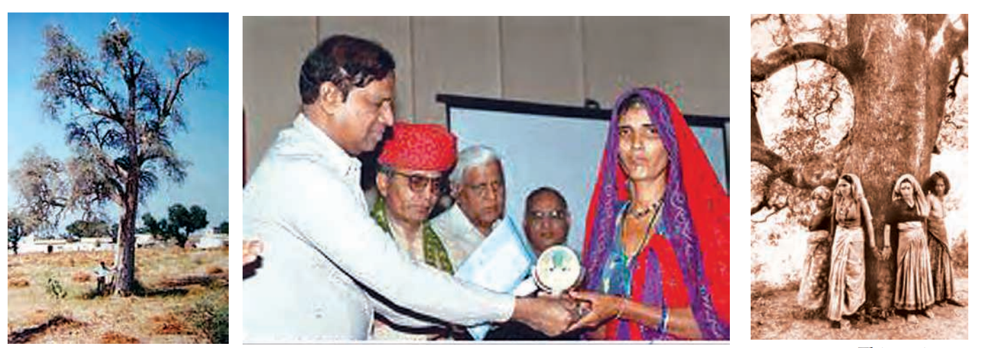 KhejritreeinRajasthan.AmritaDeviBishnoiNationalAwardforWildlifeConservationbeingpresentedtoawomanforhercontributiontotheconservationofwildlife.Copy