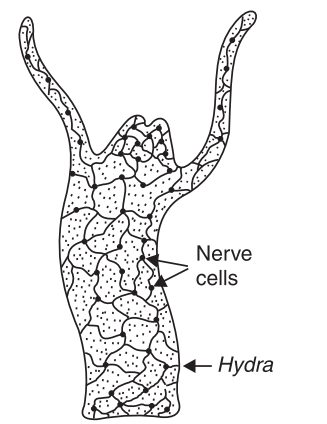 Nervoussystemofhydra