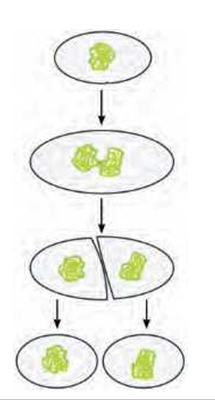 ReproductioninplantsBinaryfission