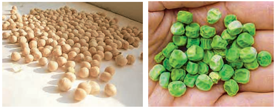 Round-yellowpeaseeds.Wrinkled-greenpeaseeds