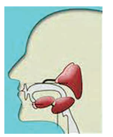Salivaryglandsareexocrineglands(having ducts).
