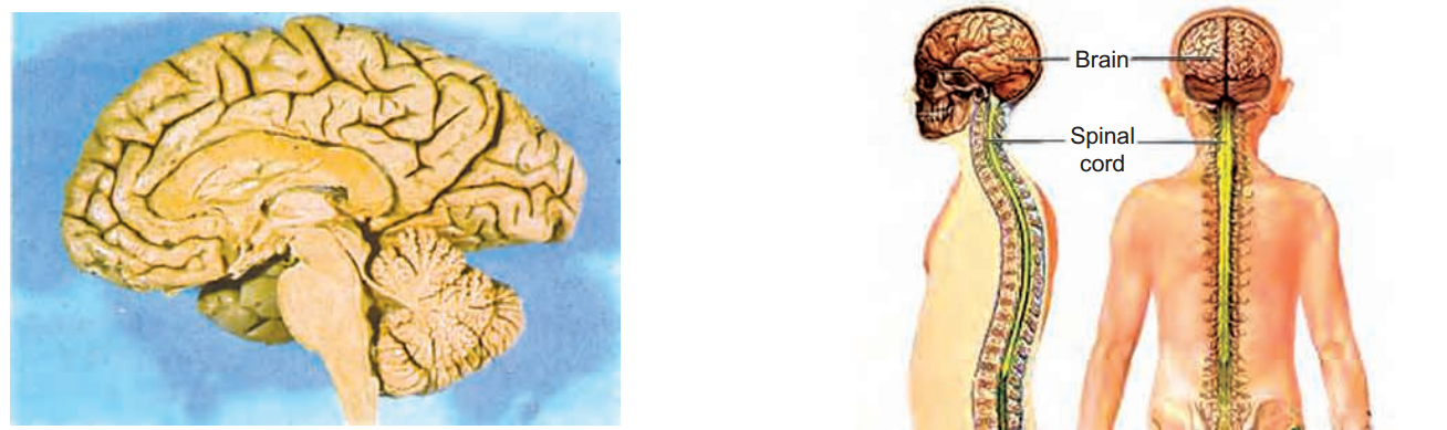 .Thecentralnervoussystemconsistsofthebrainandthespinalcord.
