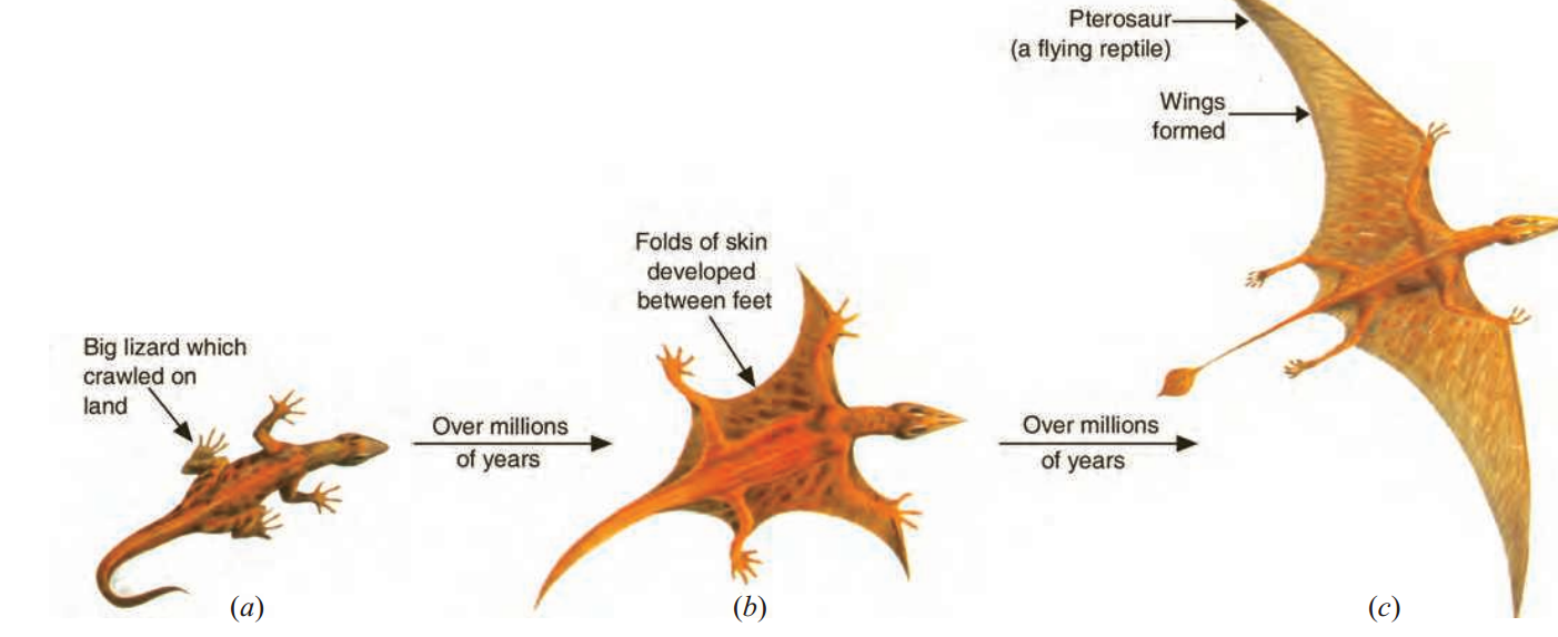 Thedevelopmentof‘pterosaur’ anancientflyingreptile)fromabiglizardisanexampleofevolution