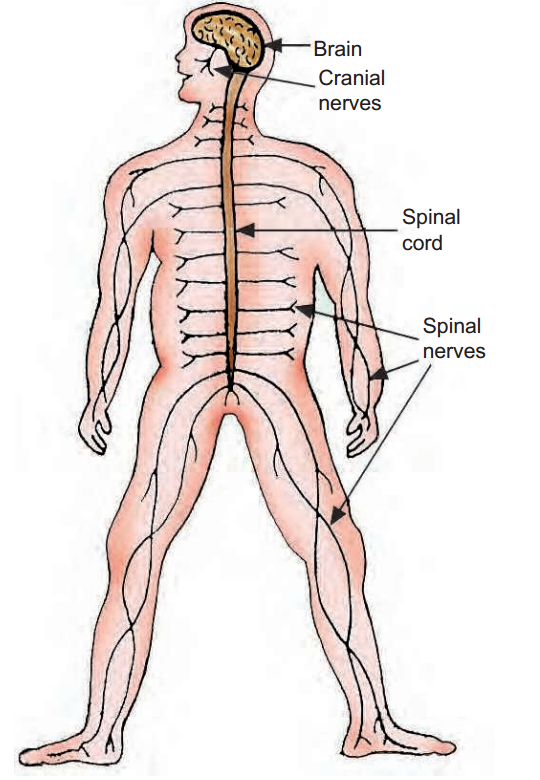 Thehumannervoussystem.