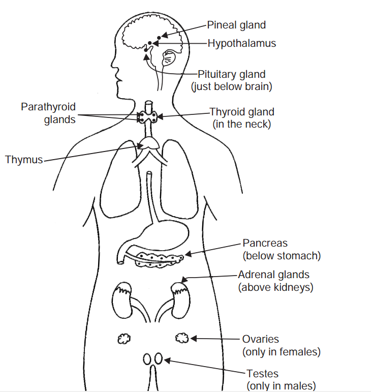 Thepositionsofendocrineglandsinthehumanbody