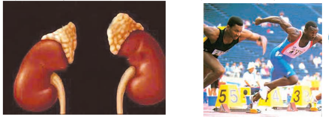 persons are advised by doctors to take less sugar in their diet. Common diabetes can be controlled by controlling diet, reducing weight, doing regular physical exercise and taking medicines. The persons having severe diabetes are treated by giving injections of insulin. 7. Adrenal Glands There are two adrenal glands which are located on the top of two kidneys (see Figure 53). The adrenal glands secrete adrenaline hormone. The function of adrenaline hormone is to regulate heart rate, breathing rate, blood pressure and carbohydrate metabolism. Adrenaline hormone is secreted in small amounts all the time but in large amounts when a person is frightened or excited. When adrenaline is secreted in large amounts it prepares our body for action (see Figure 54). It speeds up heart beat and breathing, raises blood pressure and allows more glucose (carbohydrate) togointothebloodtogiveusalotofenergyquickly tofightorflight(runaway. Adrenalglandsareoftencalled'glandsofemergency'.