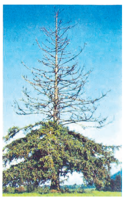 Theupperbranchesofthistreehavebeendamagedbyacidrainproducedmainlybysulphurdioxideandnitrogenoxidespresentinpollutedair.Copy