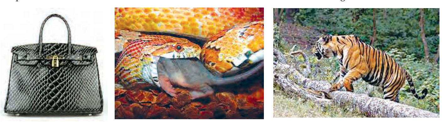 Thishandbagismadefromskinofsnake.SnakeisafriendofthefarmerbecauseiteatsupratsfromthefieldswhichdamageCopy