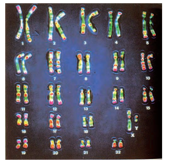 This is a full set of chromosomes present in a human cell. A normal cell of human body contains 23 pair ofchromosomes. 22pairs of chromosomesmatch in males and femalesbut23rdpairisdifferent.