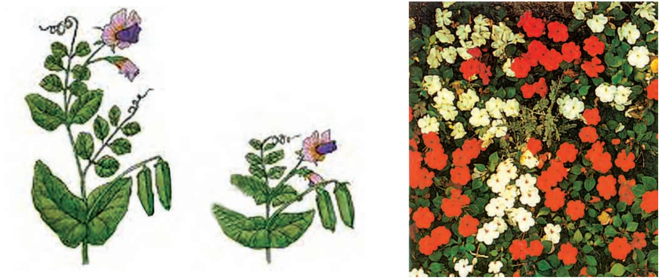 This picture shows a tall pea plant on the left side and a short pea plant on the right side This picture shows red and white flowered Busy Lizzie plants.