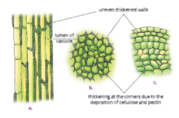 Tissue collenchymaainL.SbinT.Sc.in surface view