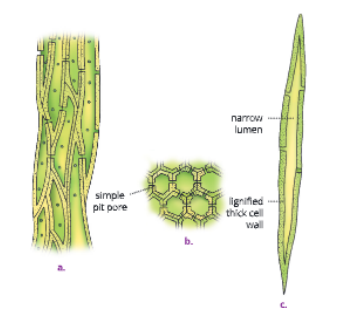 Kseeb Class 9 Sslc Biology Chapter 2 Tissues Notes – Learn Kseeb