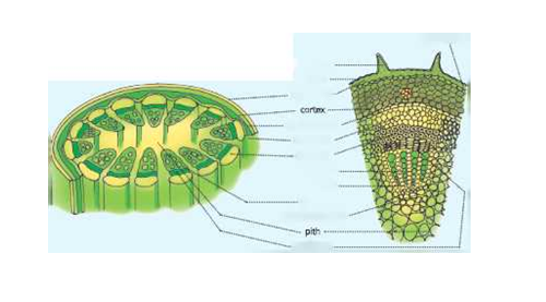Tissuesectionofastemshowingpermenttissues