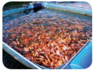 Useful-Microorganisms- Animals-and-Plants-Fish-farm