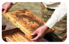 Useful-Microorganisms- Animals-and-Plants-Frame-from-apiary-having-bees-and-honey