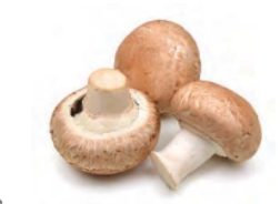 Useful-Microorganisms- Animals-and-Plants-Fungus-(mushroom)-as-food