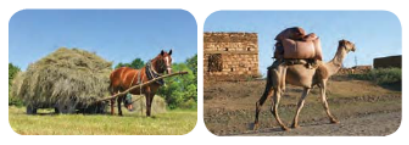Useful-Microorganisms- Animals-and-Plants-Horse-and-camel-are-draught-animals.