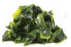 Useful-Microorganisms- Animals-and-Plants-Laminaria-used-as-a-source-of-food.
