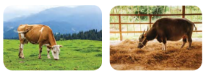 Useful-Microorganisms- Animals-and-Plants-Milching-animals