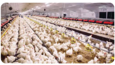 Useful-Microorganisms- Animals-and-Plants-Poultry-farm