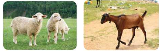 Useful-Microorganisms- Animals-and-Plants-Sheep-and-goat-are-reared-for-meat.