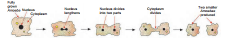 amoeba