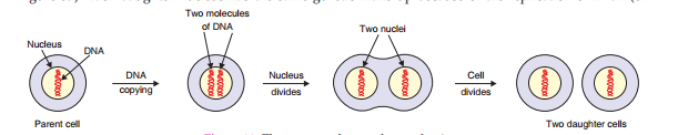 asexual-reproduction
