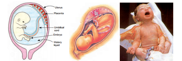 birth-to-child