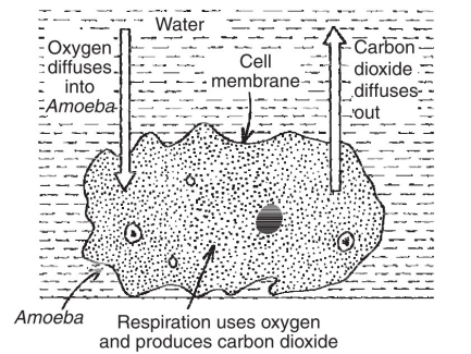 breathing-amoeba