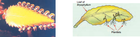 bryophyllum