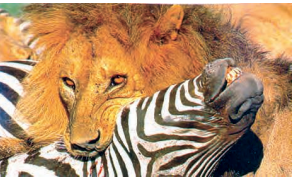 carnivores