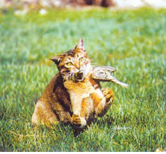 cat-eating-bird