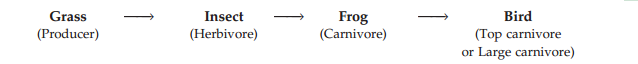 chain-of-food