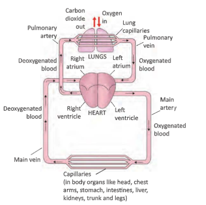 circular-system-Blood-circulation