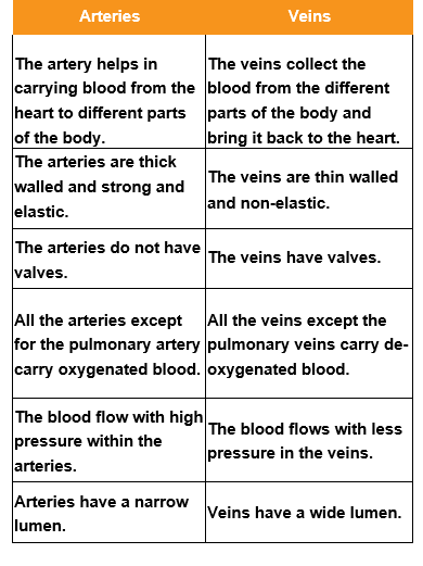 circular-system-Differences-between-arteries-and-veins