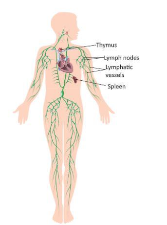 circular-system-The-lymphatic-system