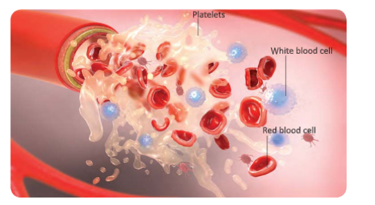 circular system the compounts of blood