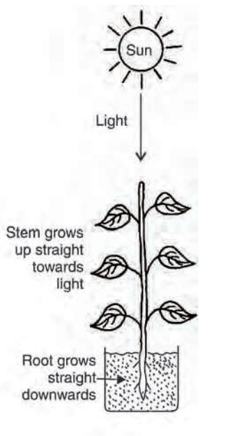 daigram shows the responce of aplant to light