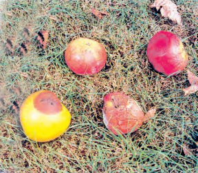 decomposers-at-work