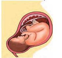 Reproduction -in- animals development of the baby in the mothersd womb