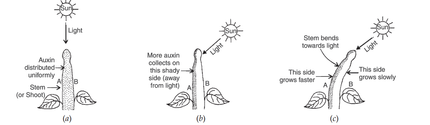 diagram to explain the bending plant stem
